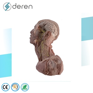 Deren DR Medical Science Head Neck <strong>Blood</strong> <strong>Vessels</strong> and Nerves Specimen Anatomical Model Soft Silicone Made in China - Product Image 2