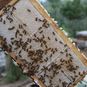 Panal de Miel Crudo Comestible Great Bazaar, Panal de Miel Puro Natural de Primavera, 100% Natural, Sin Aditivos, Sin Conservantes - Product Image 3