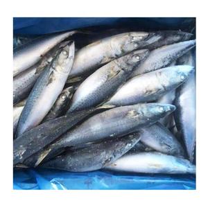 O melhor <span class=keywords><strong>mackerel</strong></span> de peixe congelado fresco do mar para venda - Product Image 2