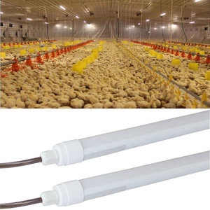 Tubes <span class=keywords><strong>led</strong></span> de haute qualité, haute efficacité, IP69K, étanche IP65, blanc chaud, intensité réglable 2 pieds 4 pieds 5 pieds, T8, pour ferme à poulet - Product Image 1