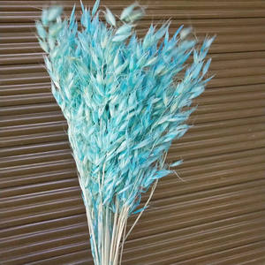 L06528 naturel réel séché avoine herbe naturel <span class=keywords><strong>lin</strong></span> doré gousses fleurs sec blé Grains Avena avoine séché Avena avoine - Product Image 3