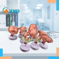 Modelo de proceso de desarrollo de embarazo Fetal de ciencia médica modelo de desarrollo de embarazo Fetal CE/ISO