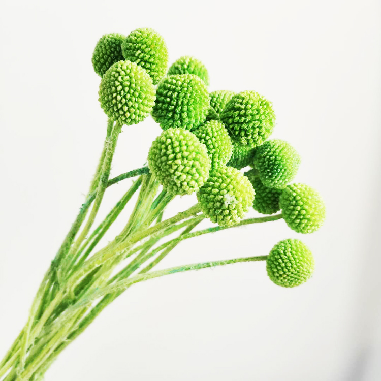 Vert fruit