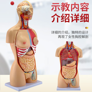Modèle anatomique de torse bisexuel de 85 cm ; modèle de torse masculin et féminin avec 32 organes internes détachables. - Product Image 4