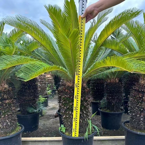 Venta al por mayor de fábrica: Bonsái de palma sago, árboles de vivero naturales vivos, palmeras Cycas auténticas para decoración de interiores y exteriores, hogar, oficina y jardín. - Product Image 4