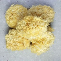 Hongo de Nieve Seco Natural para Niños, Comida Saludable sin Sabor, Empaquetado a Granel 1kg por Anhui Fuli Hall