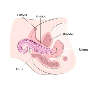 Dildo de cristal de hipocampo, varita yoni de 175 mm, dildo grande de cristal rosa, juguetes sexuales para adultos, dildo de cristal con forma de pene para masturbación femenina, lengua - Product Image 6