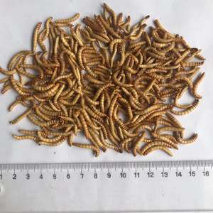 Minhocas secas de refeição congelada, minhocas reptilhas de pássaro, alimentos comestíveis, inseto amarelo, minhoca - Product Image 6