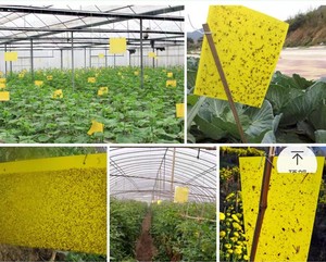 Tablero adhesivo para insectos, tablero amarillo de doble cara, tablero amarillo para insectos, pegatina para atrapar insectos de jardín agrícola - Product Image 6