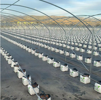 Serre de jardinage à tunnel en film, système de culture automatique, abri en plastique à simple portée, serre à fraises, vente chaude