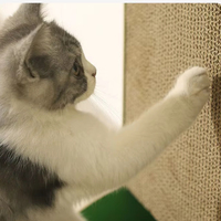 Nouvelle griffoire classique moderne pour chat en corde de sisal, durable, aiguisoir de griffes résistant à l'usure, sans résidus, fournitures pour animaux de compagnie
