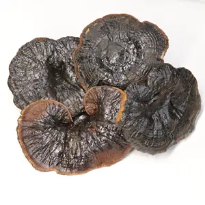 Wholesale Dried Ganoderma Lucidum Supplier Organic Ganoderma Lucidum Reishi
