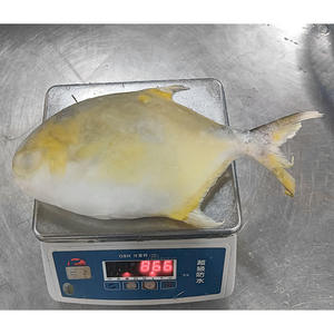 Pescado Pompano Dorado Congelado de 400-600g, Pescado Pomfret Dorado Criado en Granja, Pescado Pompano Entero y Redondo - Product Image 3