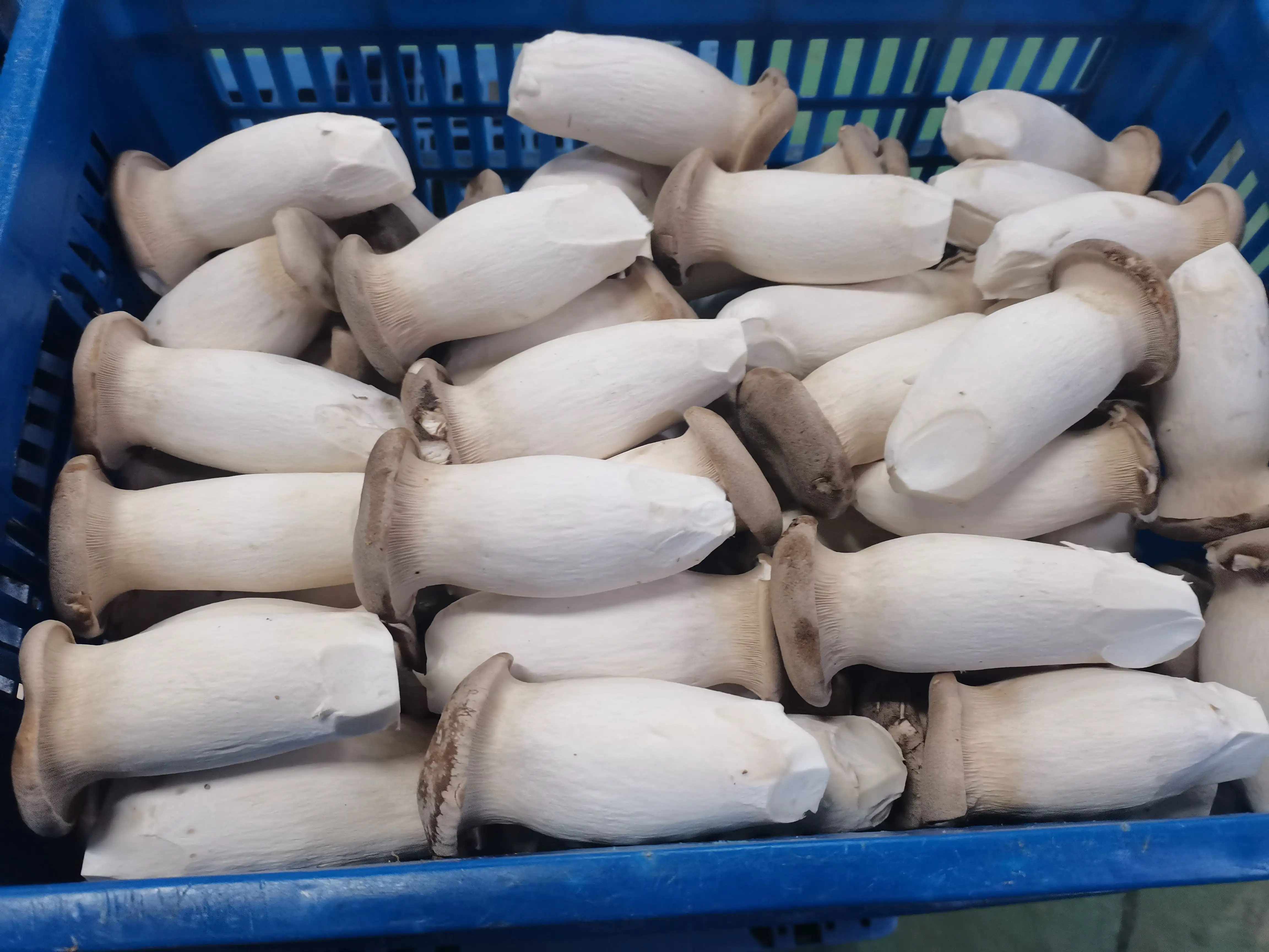 Cogumelos Eryngii de trompete King Oysters deliciosos e frescos tamanho S M L do mercado europeu popular