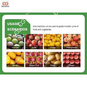 Machine de tri et de calibrage automatique industrielle pour fraises, avocats, fruits, oranges, trieuse d'avocats, séchage et tri pour les avocats - Product Image 2