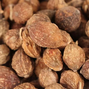 Yi zhi famoso tempero medicina tradicional comestível Alpinia oxyphylla sementes para venda - Product Image 3