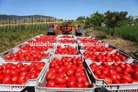 Sauce tomate Gansu Jiuquan, spécialité, 260 ml, 1 boîte, sauce pour hamburgers, frites, pâtes, crêpes faites maison, sauce à cuire