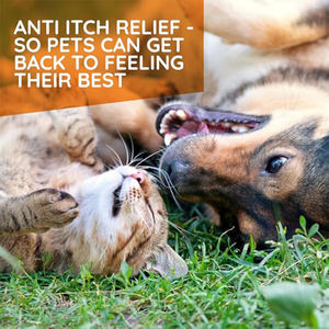 Gotas Orales <span class=keywords><strong>para</strong></span> Alergias en Mascotas, Suplemento Homeopático Natural <span class=keywords><strong>para</strong></span> <span class=keywords><strong>Perros</strong></span> y Gatos, Alivio <span class=keywords><strong>para</strong></span> la Picazón en la Piel - Product Image 4