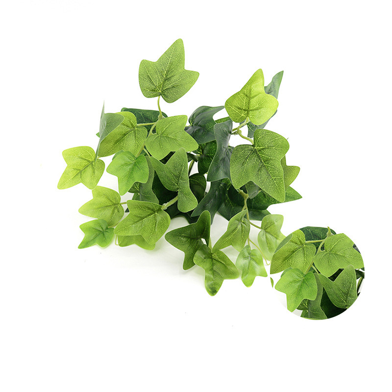 Sweet Potato Leaf