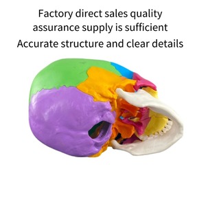 Modelo de cráneo de Color humano desmontado de 22 piezas de alta calidad para ciencia médica para escuela de Hospital y enseñanza de demostración - Product Image 5