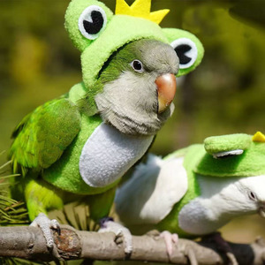 Wholesale Cotton Cute Frog Cosplay Pet Bird <strong>Clothes</strong> - Product Image 6