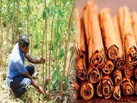 Bâton de cannelle de Ceylan de qualité supérieure, épice séchée parfumée, 100% naturelle, bâton de cannelle de Ceylan entier