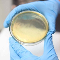 Probiotiques pour le traitement des eaux usées Élimination des odeurs et micro-organisme de nettoyage bio sous forme de poudre