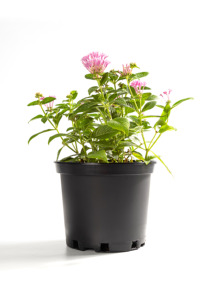 <span class=keywords><strong>Maceta</strong></span> de Plástico PP <span class=keywords><strong>Negra</strong></span> de 1-15 Galones con Orificio de Drenaje, Duradera y Ecológica para Viveros y Jardines - Product Image 4