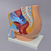 Modèle d'anatomie de la section du bassin masculin Modèle anatomique du système reproducteur masculin (1 partie)