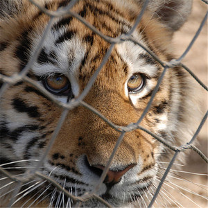 Zoo-Cụ Thể Sinh Thái Lưới/Tiger Bao Vây Lưới/Tay-Dệt Thép Không Gỉ Dây Lưới - Product Image 6