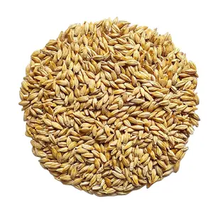 Animal feed barley grain product of Kazakhstan great quality wholesale prices