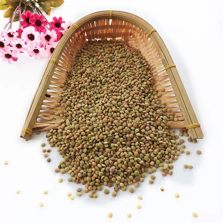 Fornecer lentilhas lentilhas verdes 2020 nova safra de alta qualidade