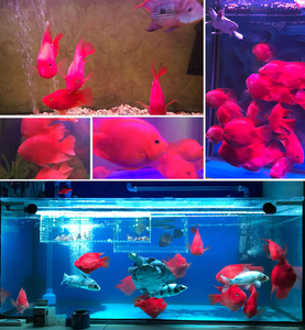 Sunsun Bloed Papegaai Visvoer Rode Feed Richgoldfish Tropische Vis Kleine Deeltje Visvoer - Product Image 5