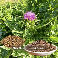 Extrait de graines de chardon-Marie (Silybum Marianum) de qualité alimentaire en poudre en sachet