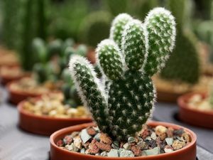 1 kg de Tierra <span class=keywords><strong>para</strong></span> Bonsáis, <span class=keywords><strong>Suculentas</strong></span> <span class=keywords><strong>y</strong></span> <span class=keywords><strong>Cactus</strong></span>, Mezcla de Piedras Boniosz, Drenaje Rápido, PH Optimizado, Sin Apagamiento de Raíces, Hecho en China - Product Image 6