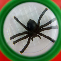 Tanque de Insectos de Plástico de Tres Secciones para Niños de 2 a 4 Años y de 5 a 7 Años, Juguete Educativo Unisex