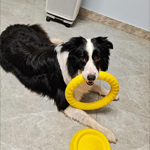 Anello di addestramento per cani da esterno per Fitness galleggiabile giocattolo e disco volante strumento di gioco interattivo per cani di piccole dimensioni di medie dimensioni - Product Image 5