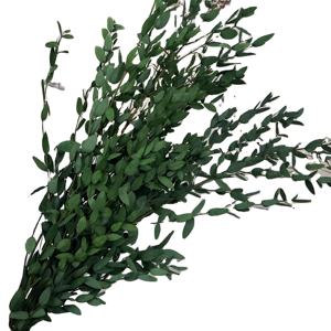 Hojas y Ramas de Eucalipto Preservadas, Rellenos Florales Secos de 60-70 cm, Liofilizados, Precio de Fábrica - Product Image 2