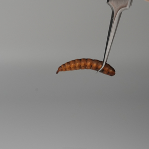Larva Lalat Tentara Hitam yang Diangkutkan Secara Alami - Tanpa Bahan Tambahan, Pilihan Lebih Sehat, Perhatikan Pertumbuhan Hewan Peliharaan Anda dengan Jelas - Product Image 4