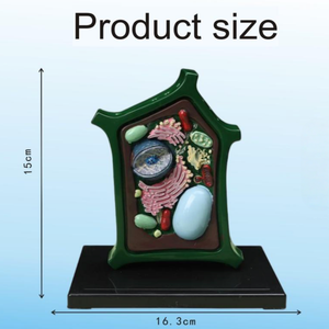 Modello di cellula vegetale ingrandito, struttura dettagliata di <span class=keywords><strong>plastidi</strong></span> e organelli, attrezzatura didattica biologica - Product Image 3