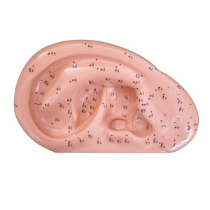 <span class=keywords><strong>Model</strong></span> pelatihan akupuntur sains medis <span class=keywords><strong>Model</strong></span> akupunktur telinga 40CM - Product Image 2