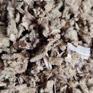 Натуральный сушеный лист Коровяка - Product Image 4