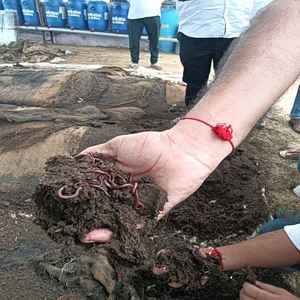 Fertilizante Orgánico de Compost de Vermicompost Indio 100% Orgánico y Fresco, 1 kg - Calidad de Exportación, Producto Saludable a Excelente Precio - Product Image 1