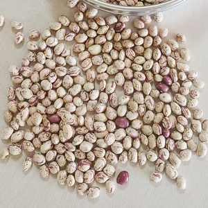 Cina origine Fagioli rossi maculati leggeri forma rotonda 160 170 Fagioli <span class=keywords><strong>Borlotti</strong></span> Biologici - Product Image 2