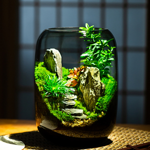 <span class=keywords><strong>Terrarium</strong></span> <span class=keywords><strong>en</strong></span> <span class=keywords><strong>verre</strong></span> transparent moderne et écologique à faire soi-même, <span class=keywords><strong>vase</strong></span> de table <span class=keywords><strong>pour</strong></span> micro-paysages, plantes succulentes et décoration <span class=keywords><strong>en</strong></span> mousse - Product Image 3