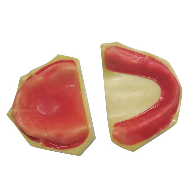 Популярная модель зубной челюсти для практики имплантации