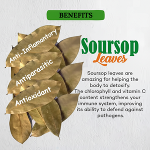 Corossol feuilles thé matière première Premium feuilles de Graviola séchées au soleil organique et 100% naturel vente en gros santé herbe exportation - Product Image 1