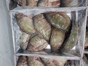 Carton <span class=keywords><strong>de</strong></span> 10 kg, Tilapia entier frais à 100 % (300g-500g), Prix usine, Emballage personnalisé, Fournisseur <span class=keywords><strong>de</strong></span> Tilapia, Tilapia entier rond - Product Image 3