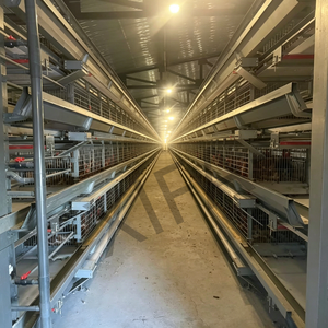 <span class=keywords><strong>Jaula</strong></span> para Pollos Tipo H, Sistema de Jaulas Automáticas para 200 Aves, para Granjas de Producción de Huevos - Product Image 4