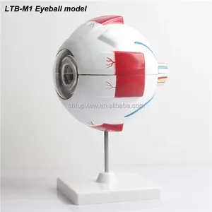 SHTOPVIEW眼科人眼扩大解剖眼球模型的视神经LTB-M1